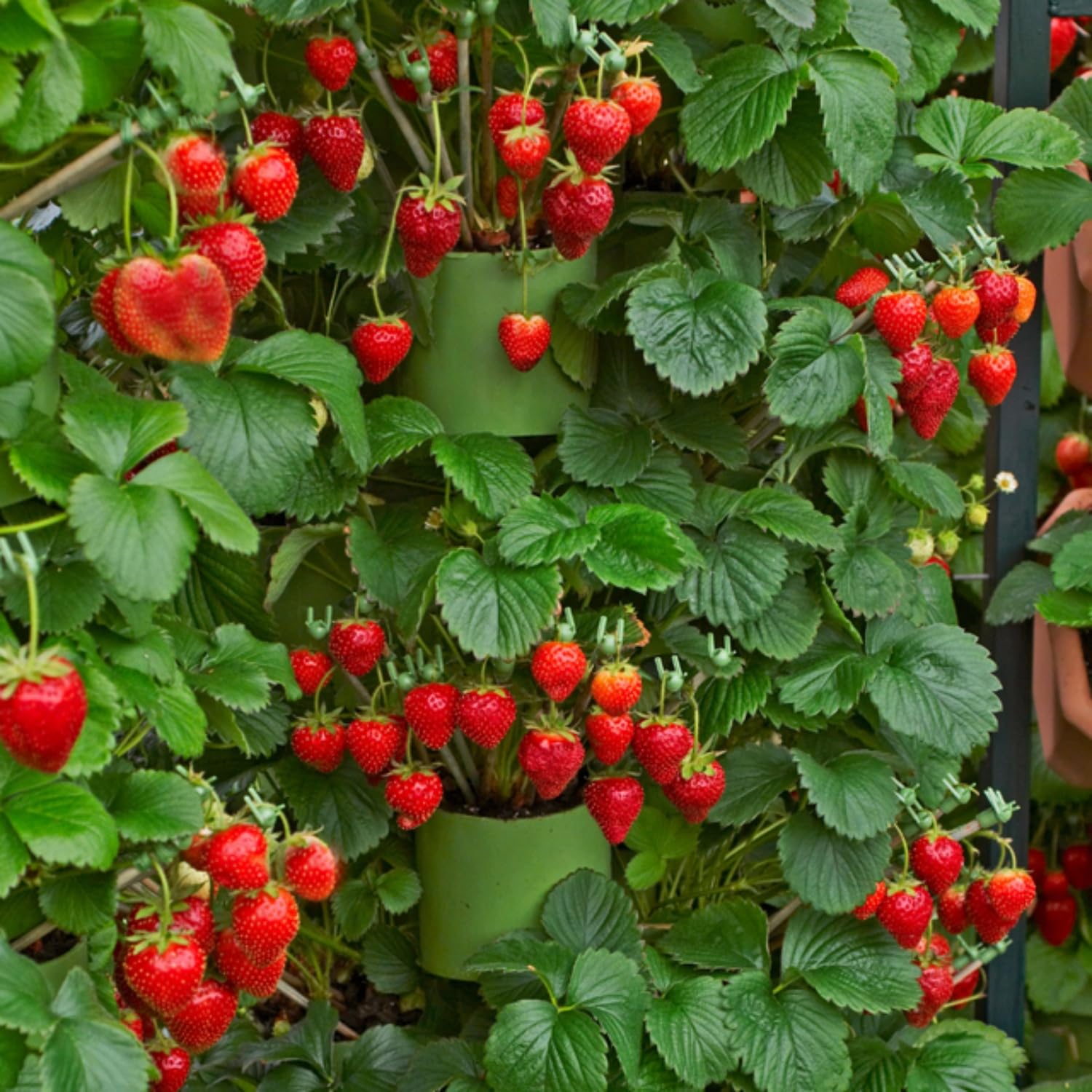 Wivolibe strawberry plants with crowns and leaves in early growth