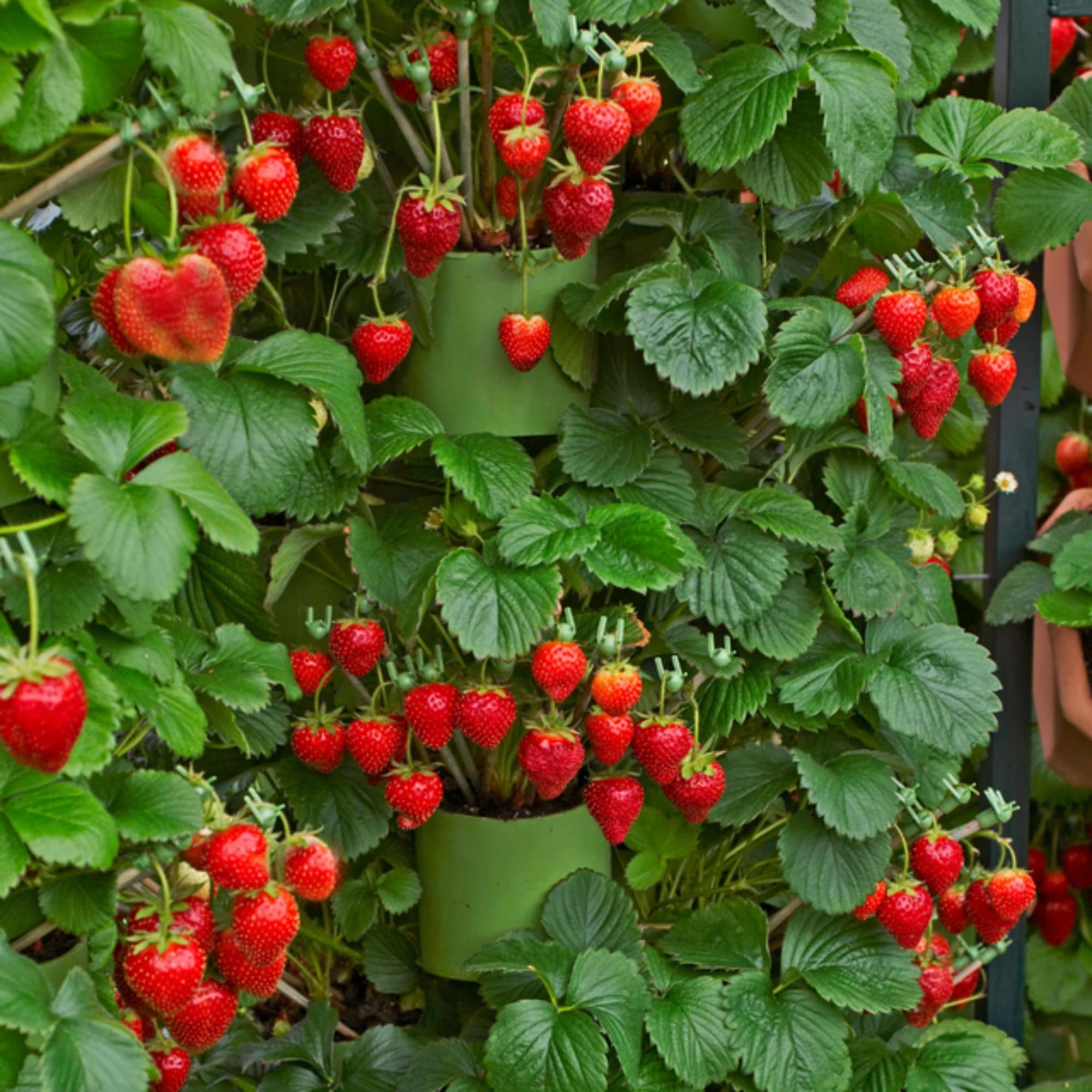 Wivolibe strawberry plants developing fruit ready for harvest.