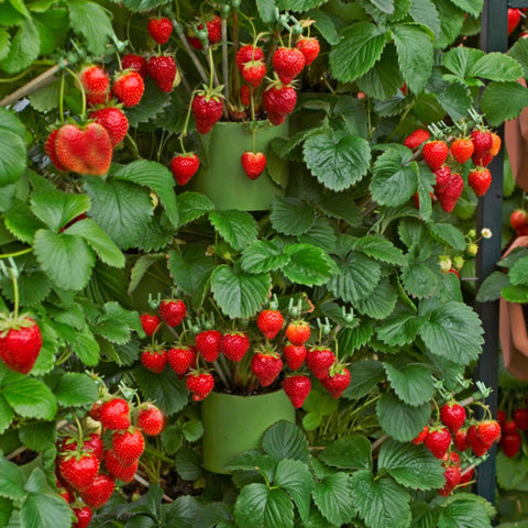 Wivolibe strawberry plants developing fruit ready for harvest.