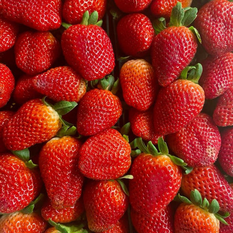 Wivolibe strawberry plants in a garden bed with promising sweet harvests ahead.