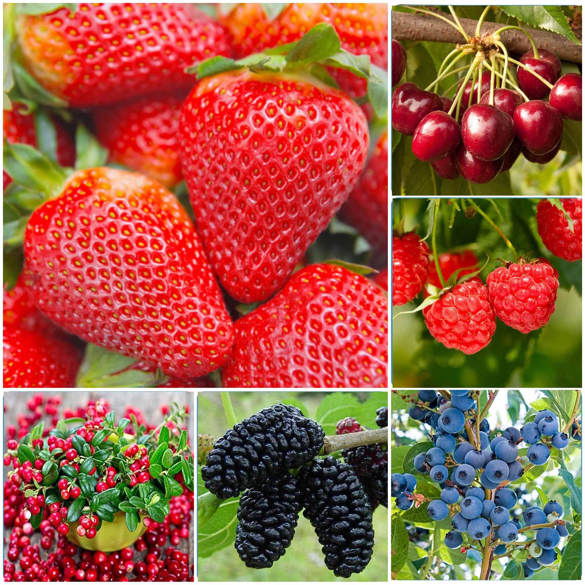 Wivolibe strawberry seeds close-up, ideal for home gardens and fresh fruit.