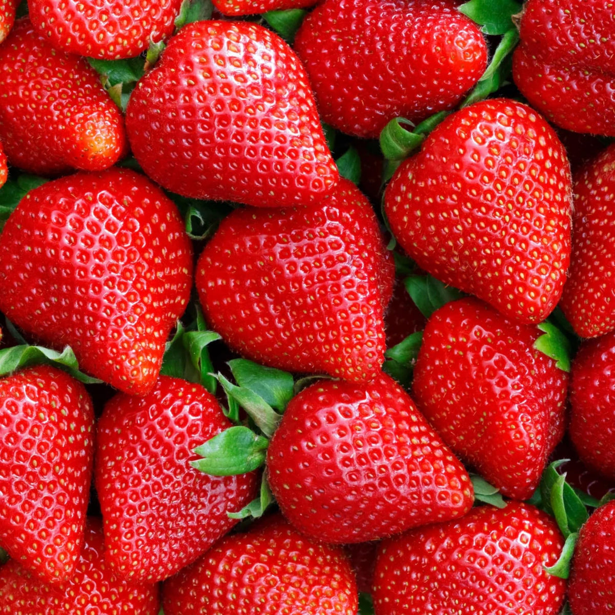 Wivolibe strawberry seeds close-up showing high-quality non-GMO seeds for home gardening.