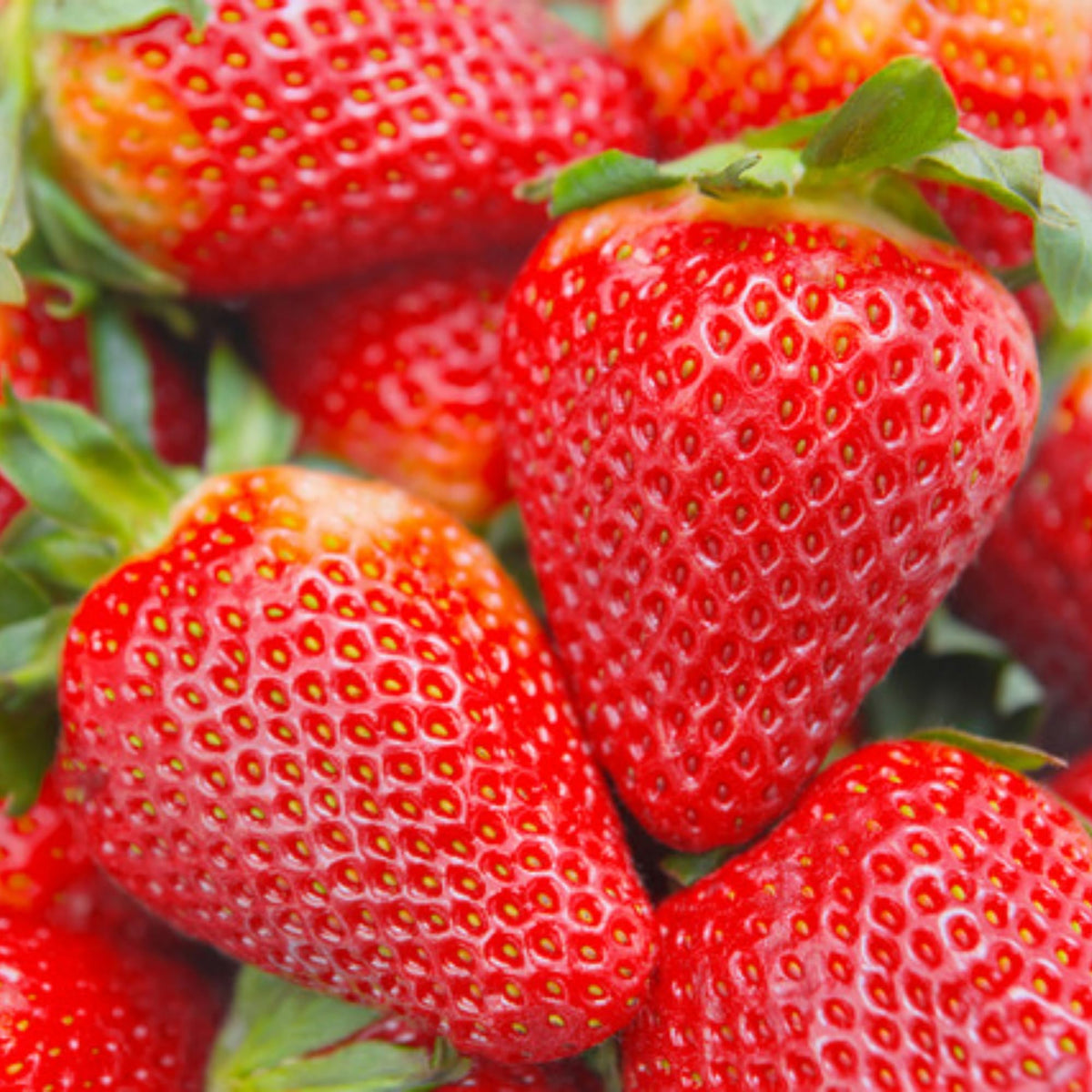 Wivolibe strawberry seeds pack shot ideal for easy home gardening.