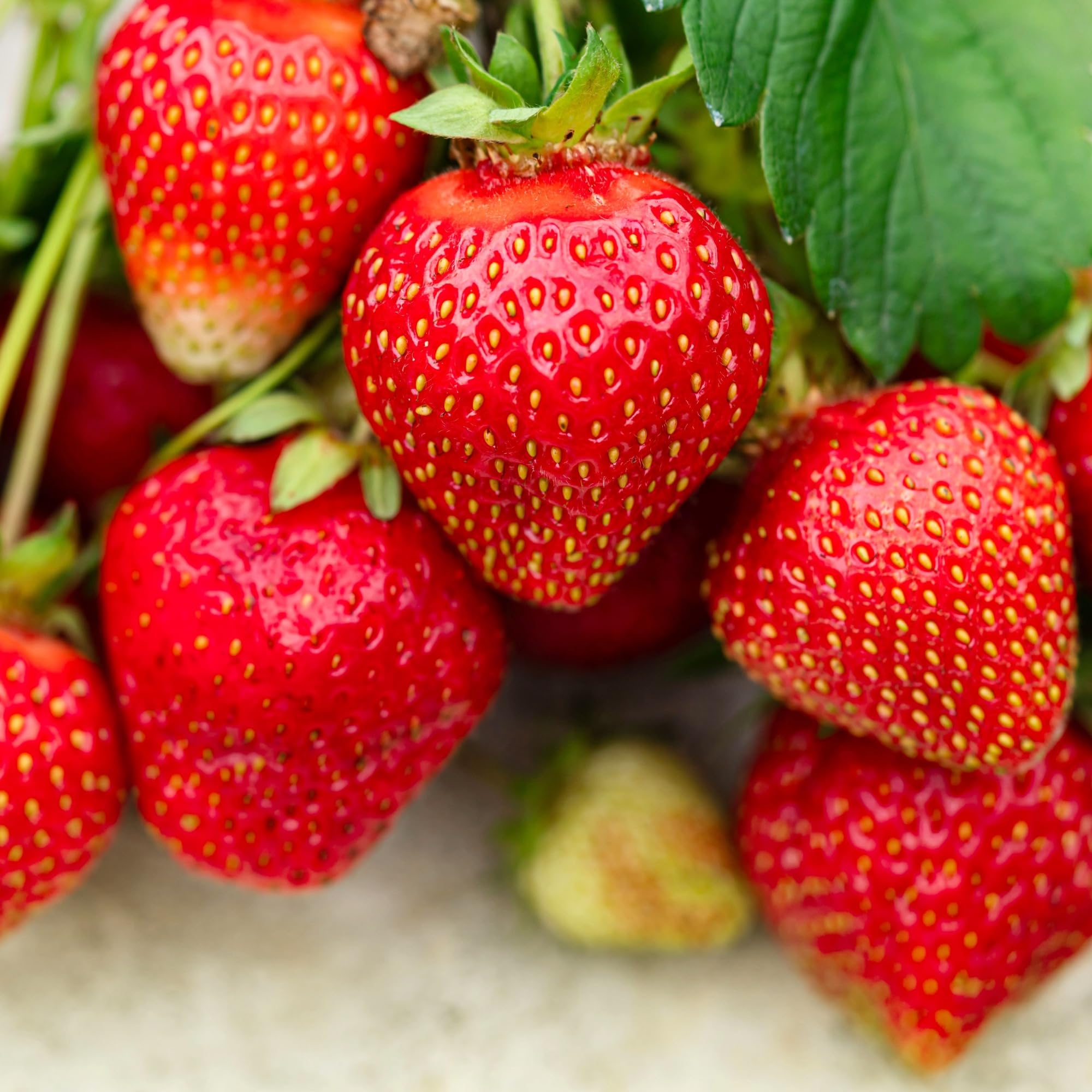 Wivolibe strawberry seeds soaking before planting to boost germination.