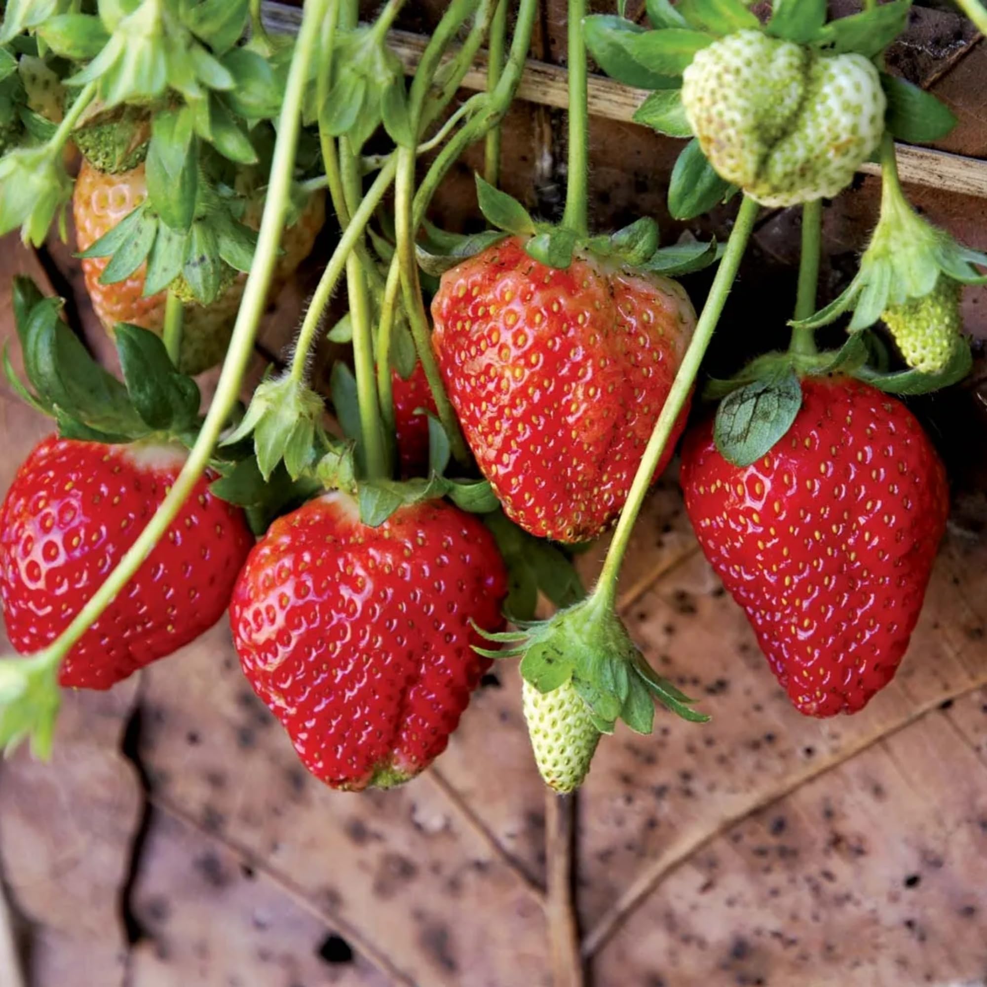 Wivolibe seeds soak-prep shows priming to boost germination and early growth.