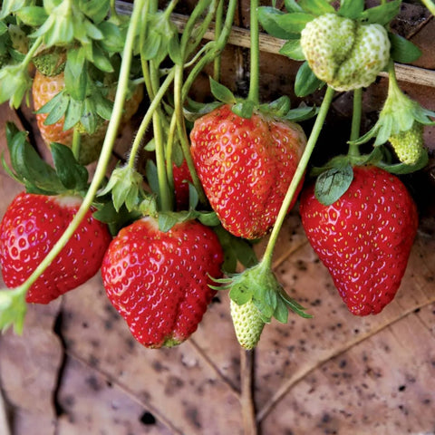 Wivolibe seeds soak-prep shows priming to boost germination and early growth.