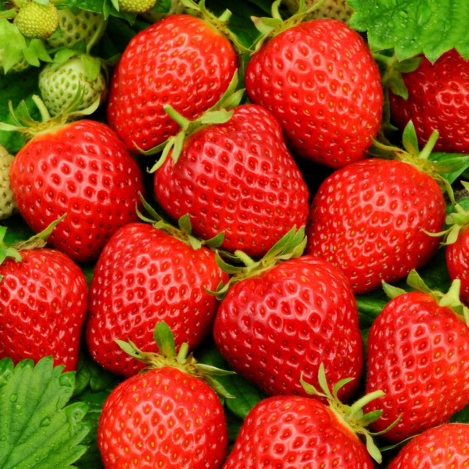 Wivolibe strawberry seeds soaking before planting to boost germination