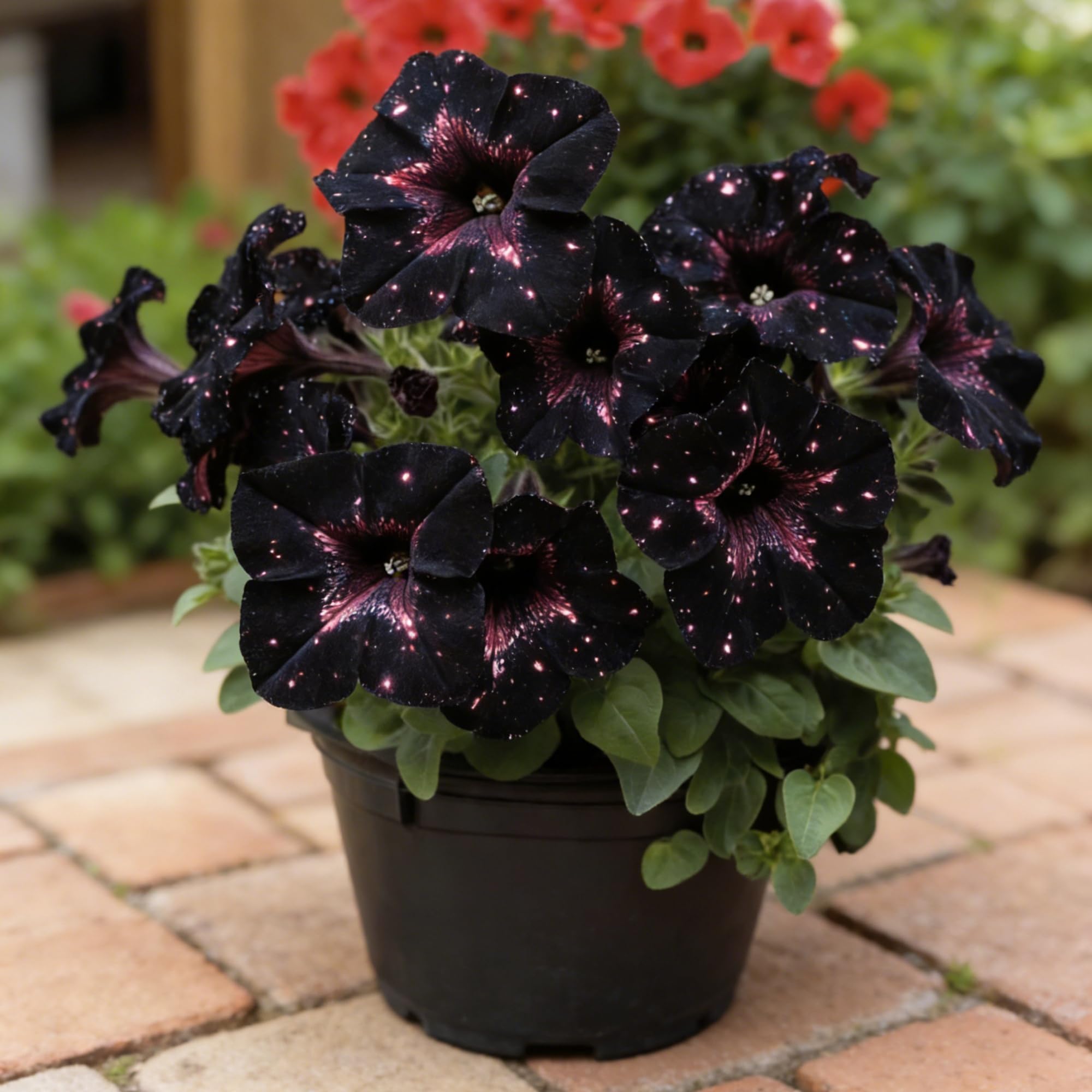 Wivolibe night sky petunia blooms in sunny containers