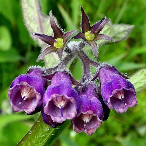 Wivolibe Symphytum officinale in garden demonstrates tall, hardy growth.