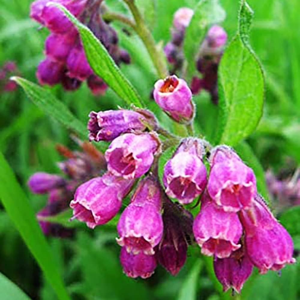 Wivolibe Symphytum officinale leaf close-up shows lush perennial foliage.