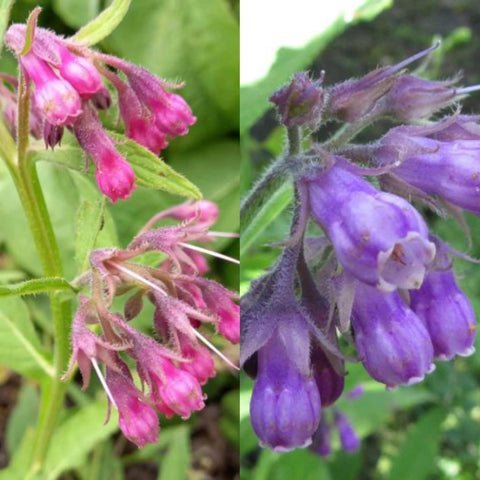 Wivolibe Symphytum officinale seeds front view for easy garden planting.