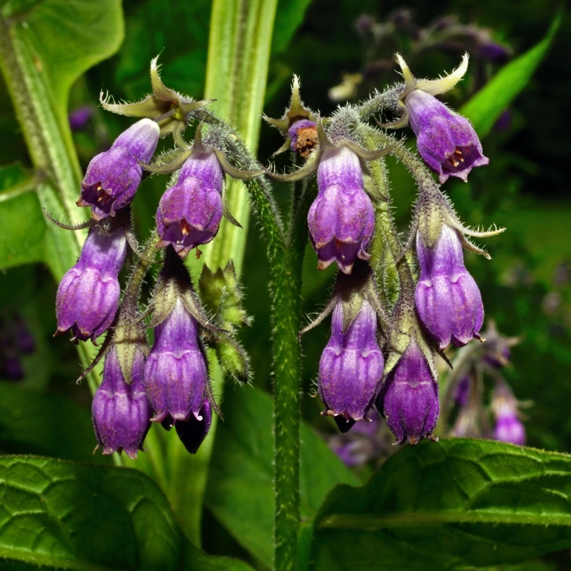 Wivolibe Symphytum officinale seeds germination close-up supports strong seedling growth.