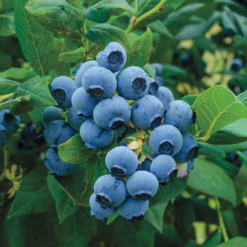 Wivolibe tear-proof seed packaging protecting freshness