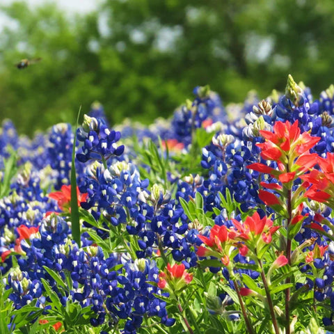 Wivolibe Texas bluebonnet flower spikes with vibrant blooms.
