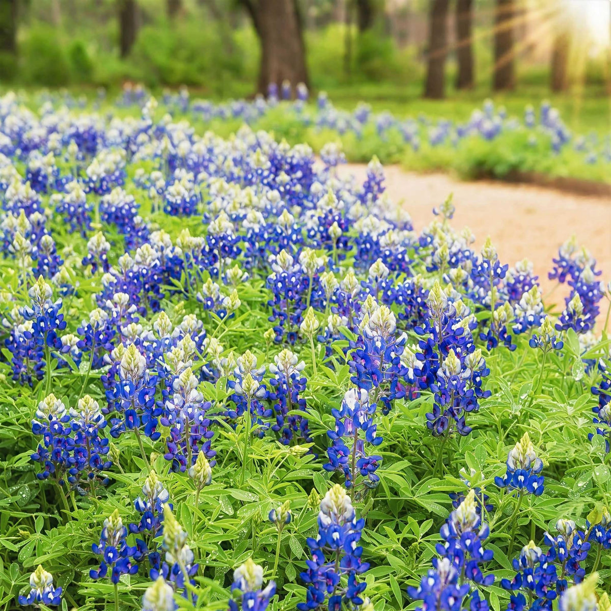 Wivolibe Texas Bluebonnet seeds in a pack for sowing in sunny beds to attract pollinators.