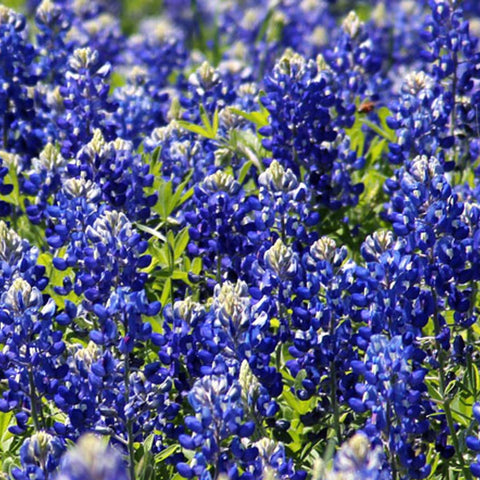 Wivolibe Texas Bluebonnet seeds prepared for sowing in sunny, well-drained beds.