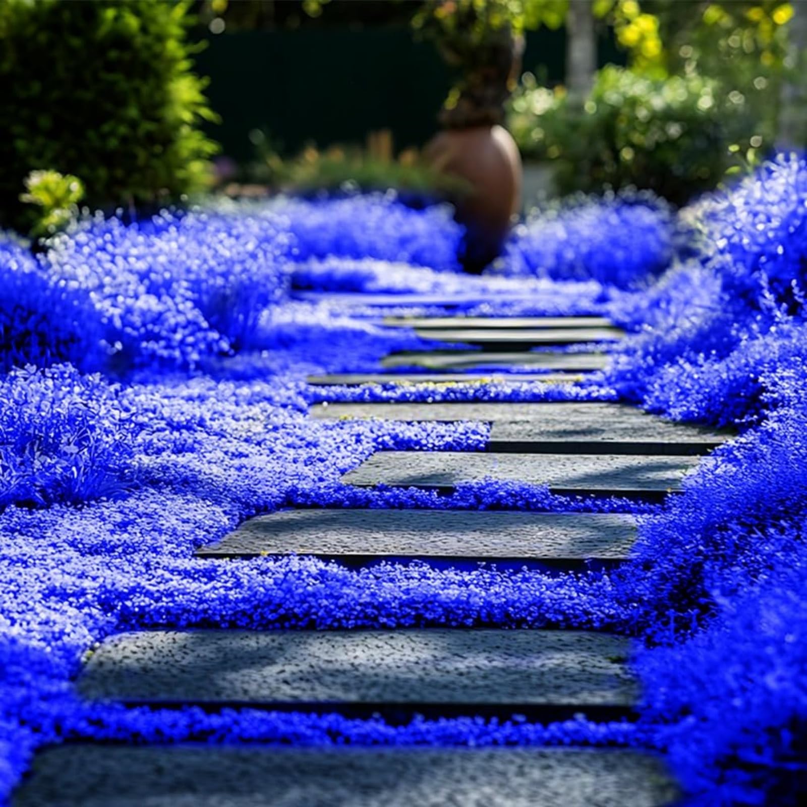 Wivolibe thyme ground cover seeding creates fragrant, low-growing lawn substitute