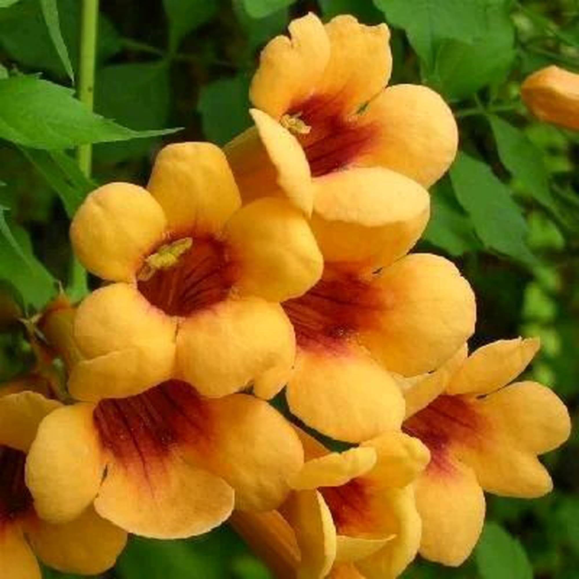 Wivolibe trumpet vine blooms attracting hummingbirds and pollinators.