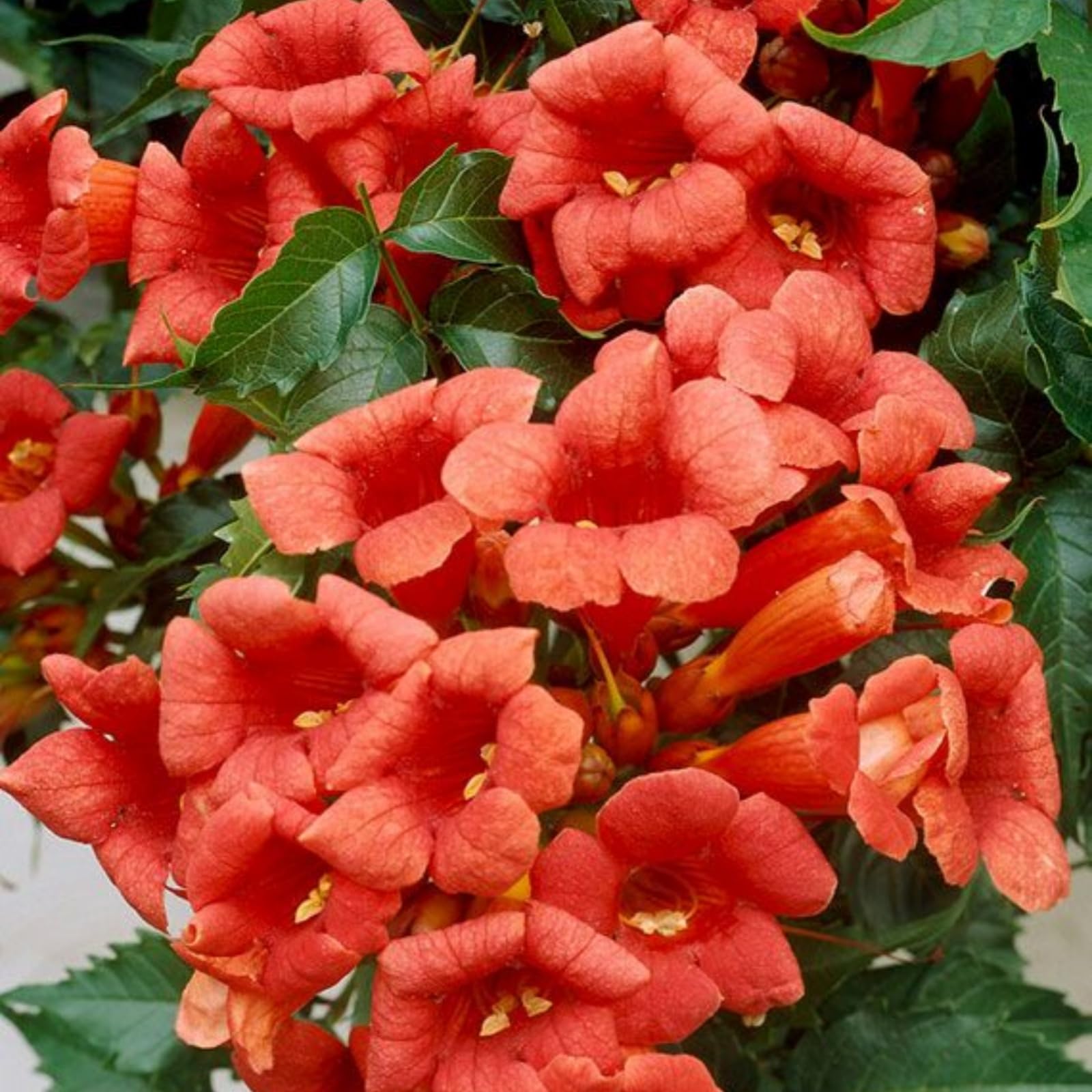 Wivolibe trumpet vine on fence forming lush privacy screen.