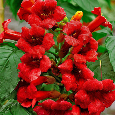 Close-up of scarlet trumpet blooms attracting pollinators.