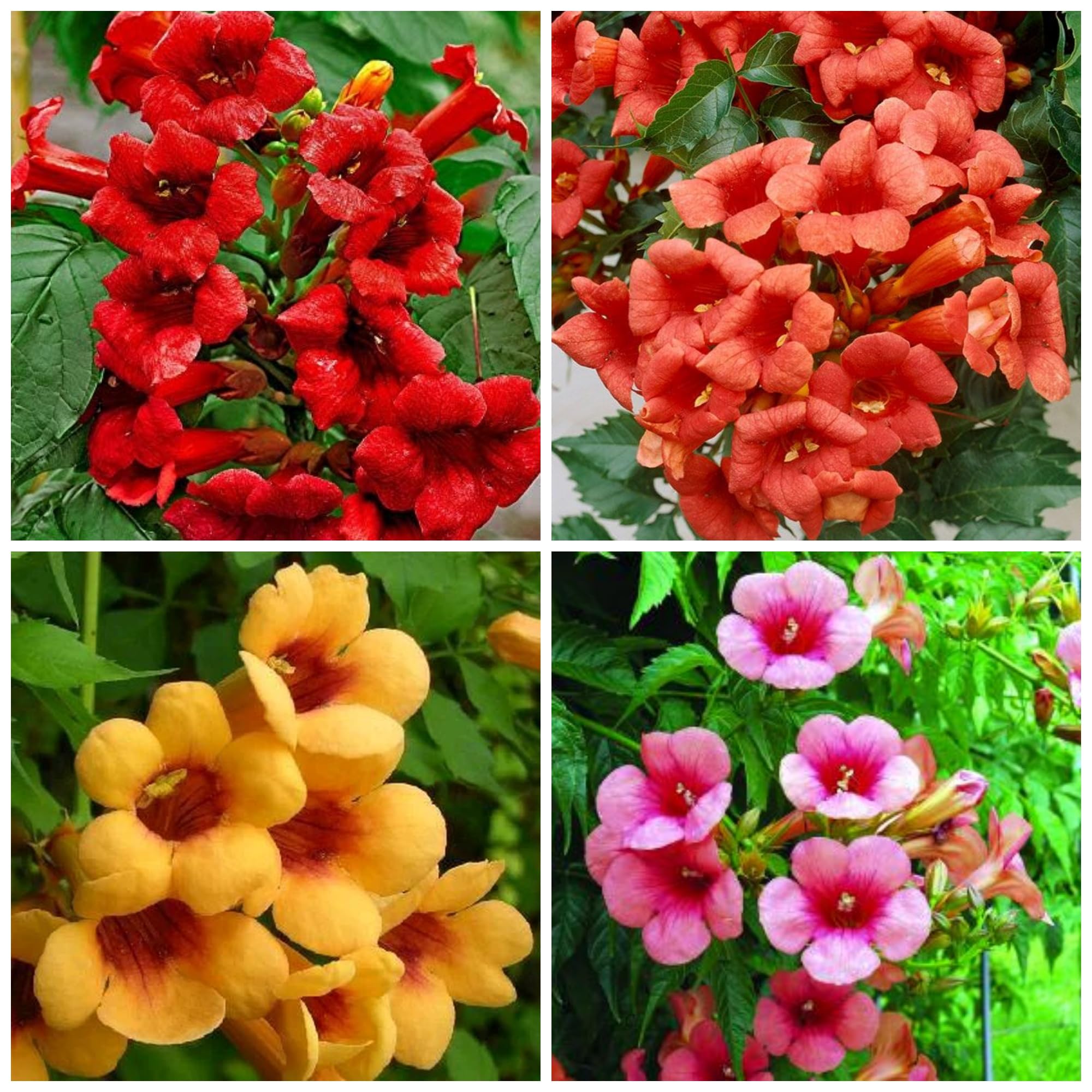 Wivolibe trumpet vine seeds packaging ready to plant for vibrant summer blooms.