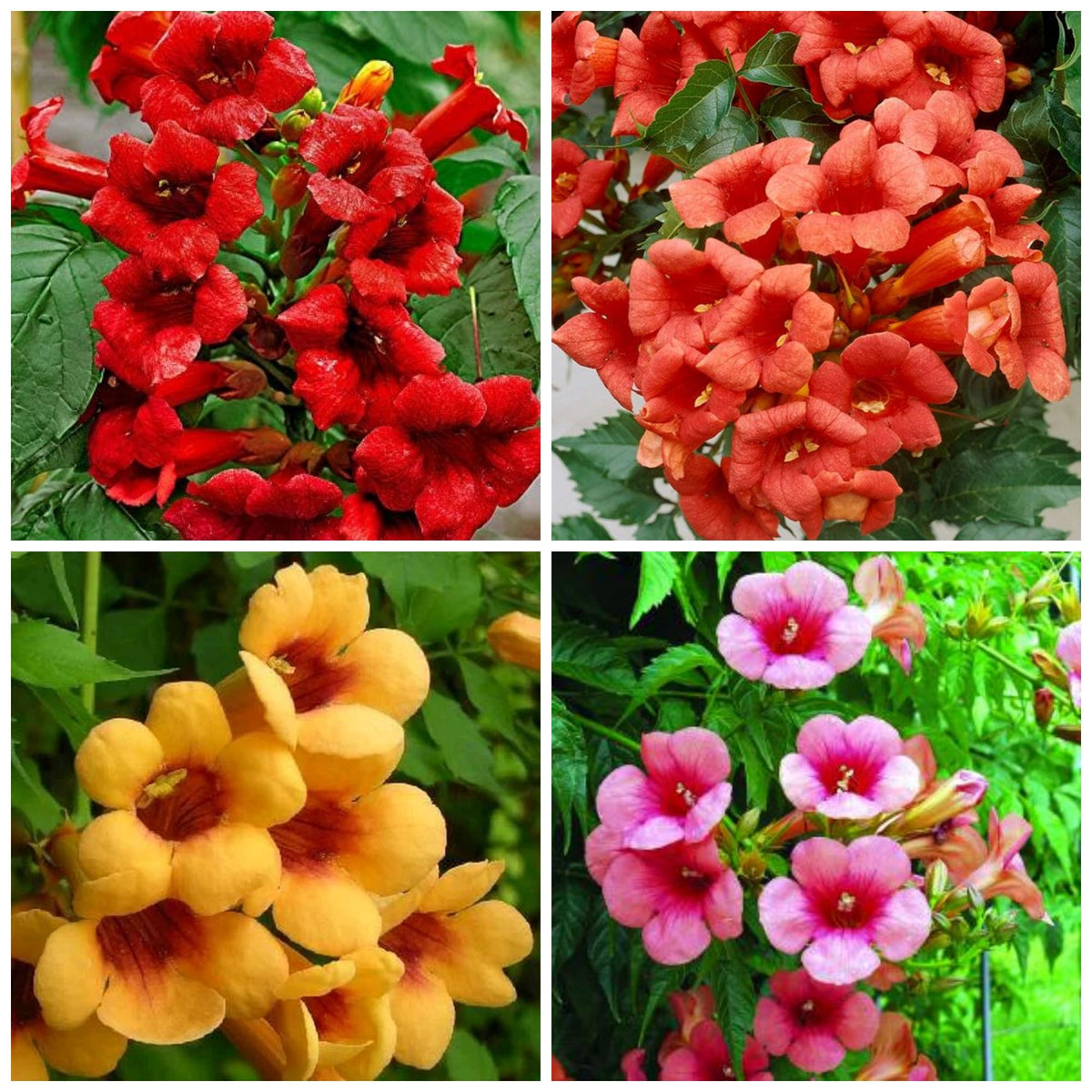 Wivolibe trumpet vine seeds packaging ready to plant for vibrant summer blooms.