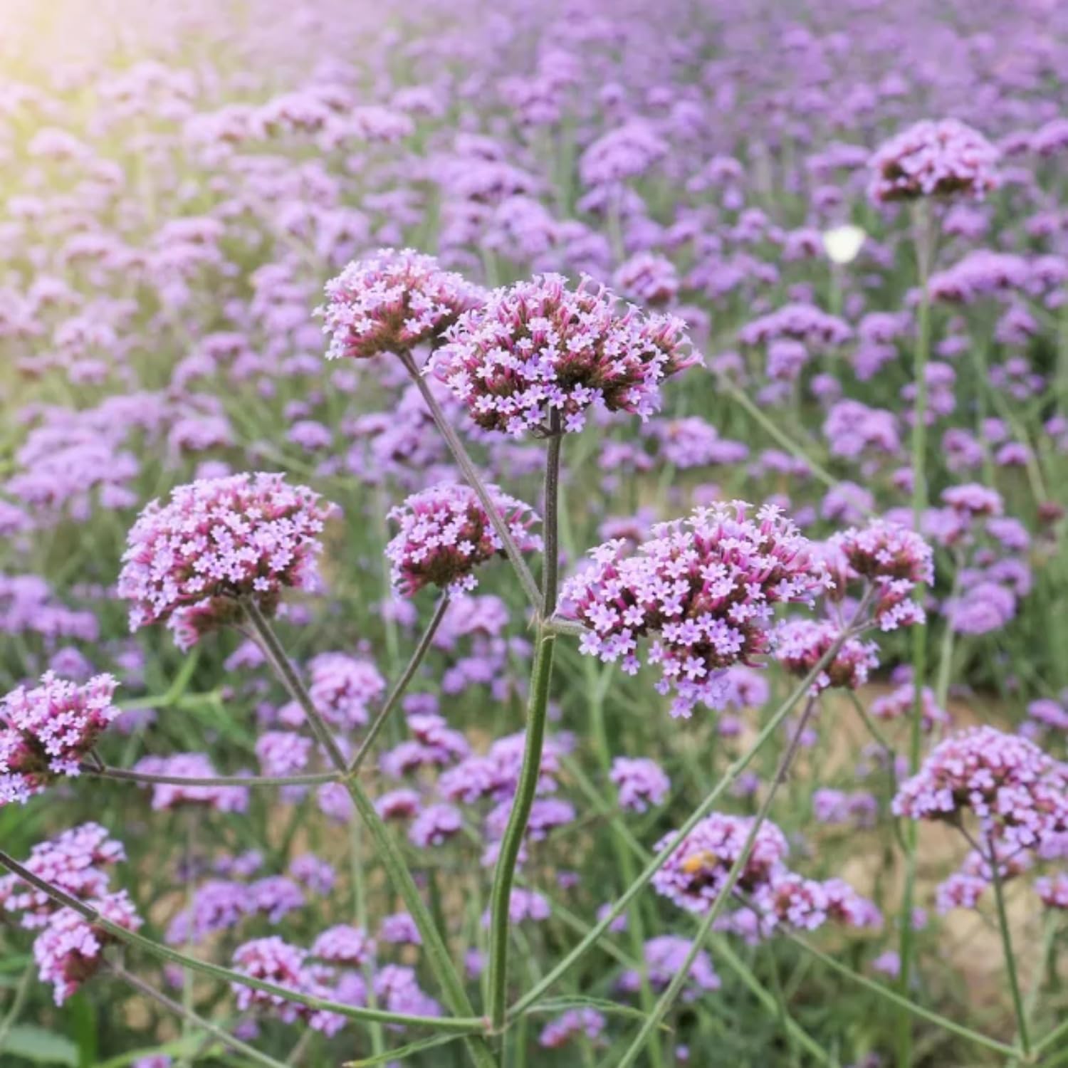 Wivolibe Verbena bloom attracting butterflies for pollinator-friendly gardens
