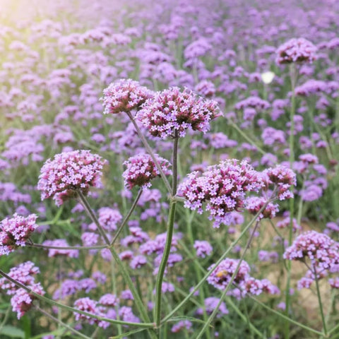 Wivolibe Verbena bloom attracting butterflies for pollinator-friendly gardens