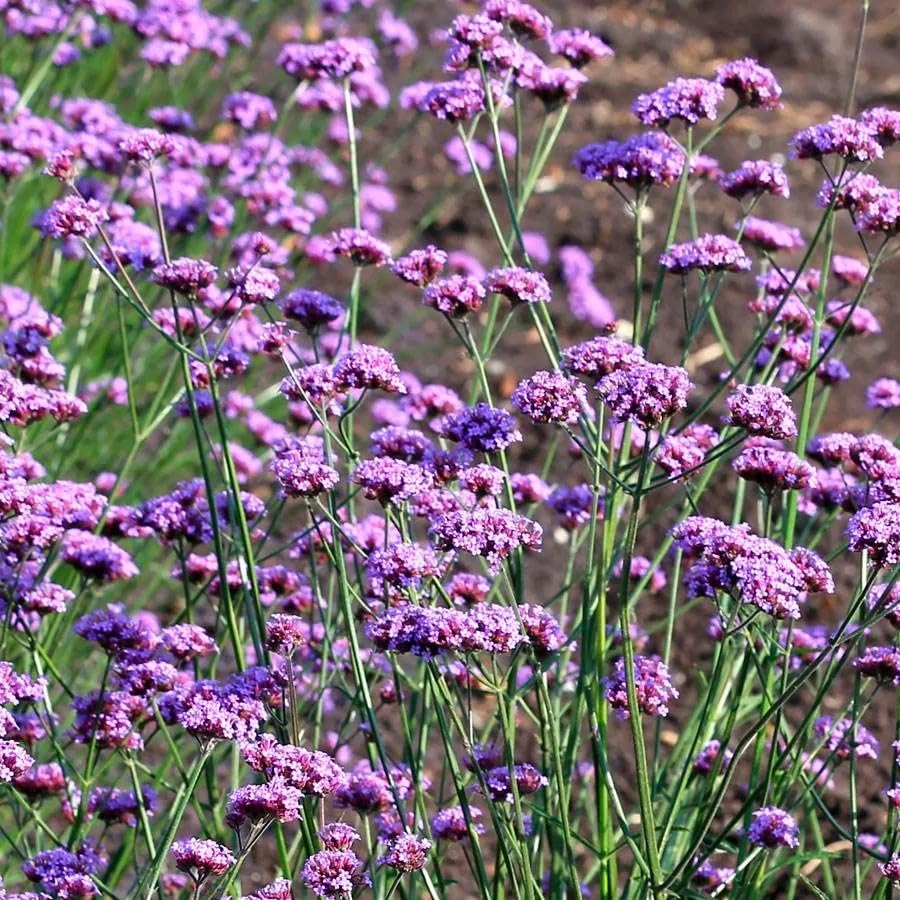 Wivolibe Verbena germination close-up, promising fast ground cover and seasonal blooms