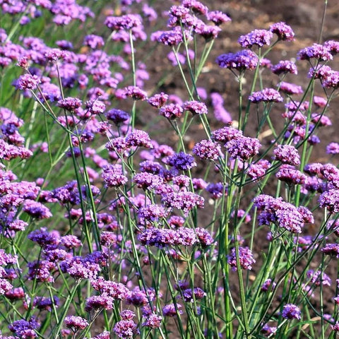 Wivolibe Verbena germination close-up, promising fast ground cover and seasonal blooms