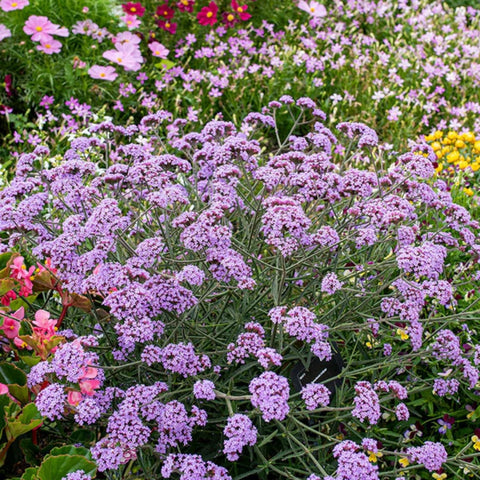 Wivolibe Verbena ground-cover in a basket, ideal for patios
