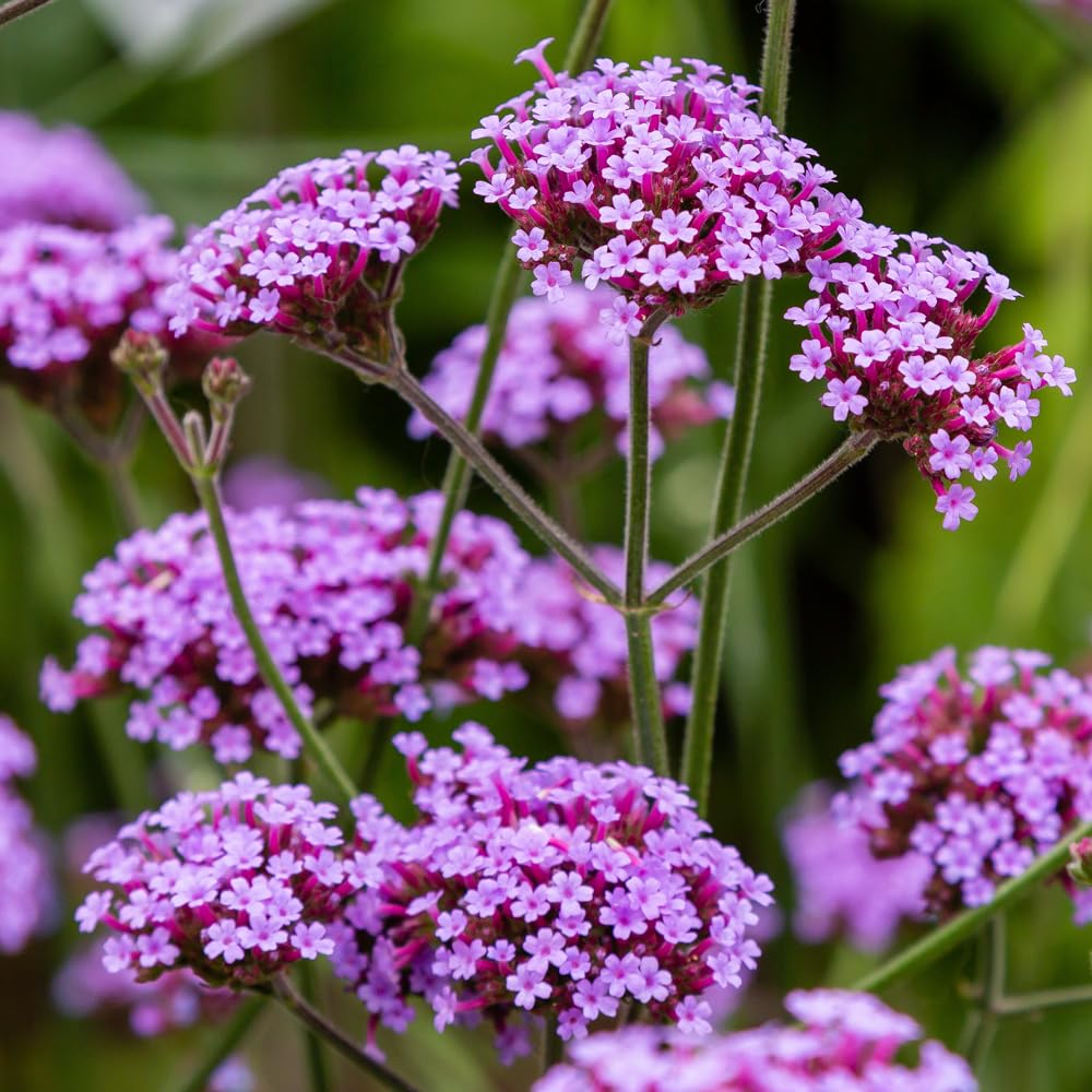 Wivolibe Verbena seeds pack ready for sowing to create border color