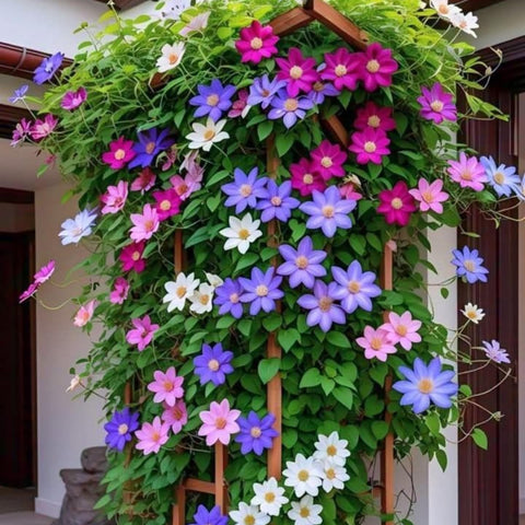 Wivolibe vibrant clematis mix for borders and garden edgings.