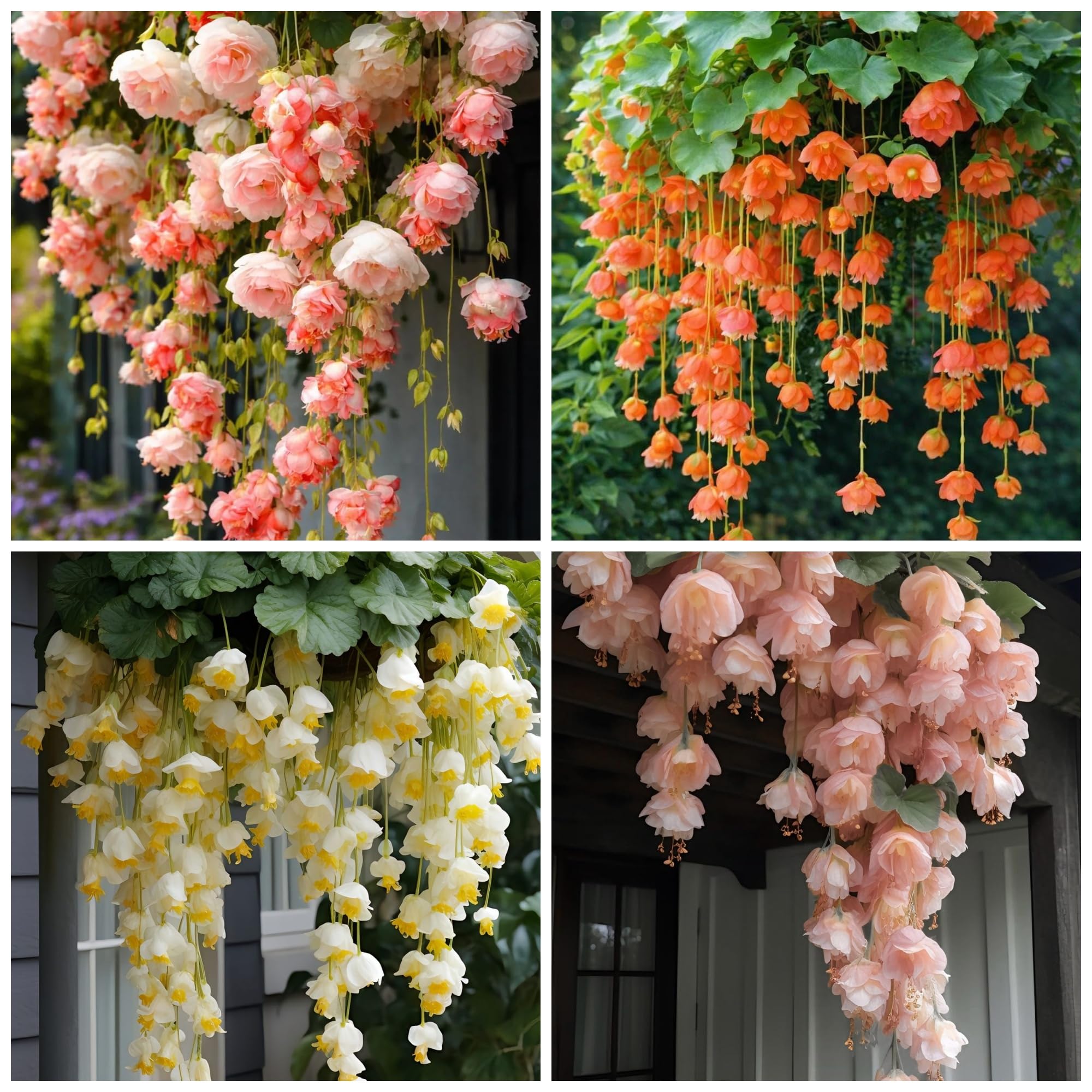 Wivolibe weeping begonia seeds closeup ready for cascading containers