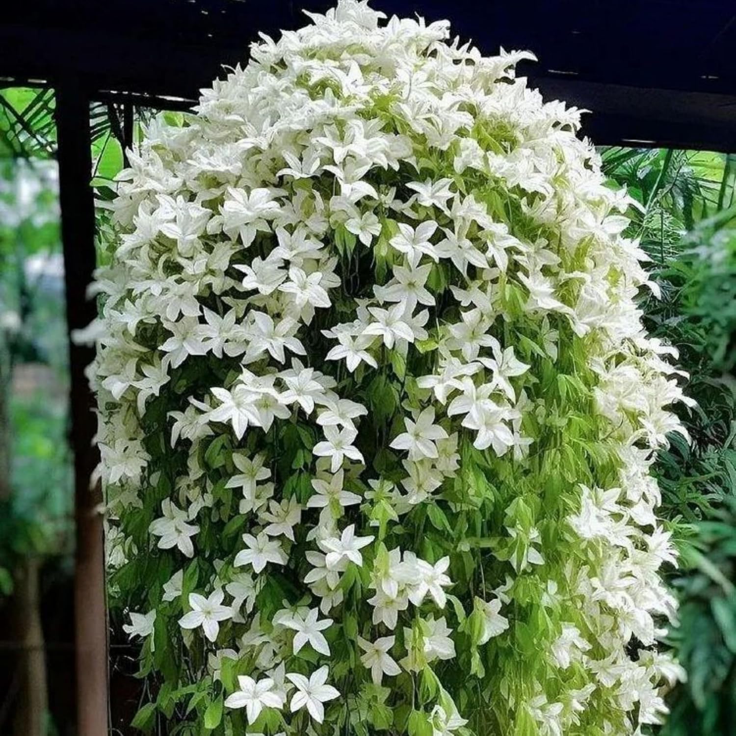 Wivolibe weeping jasmine seeds care guide visual emphasizing watering and moisture.