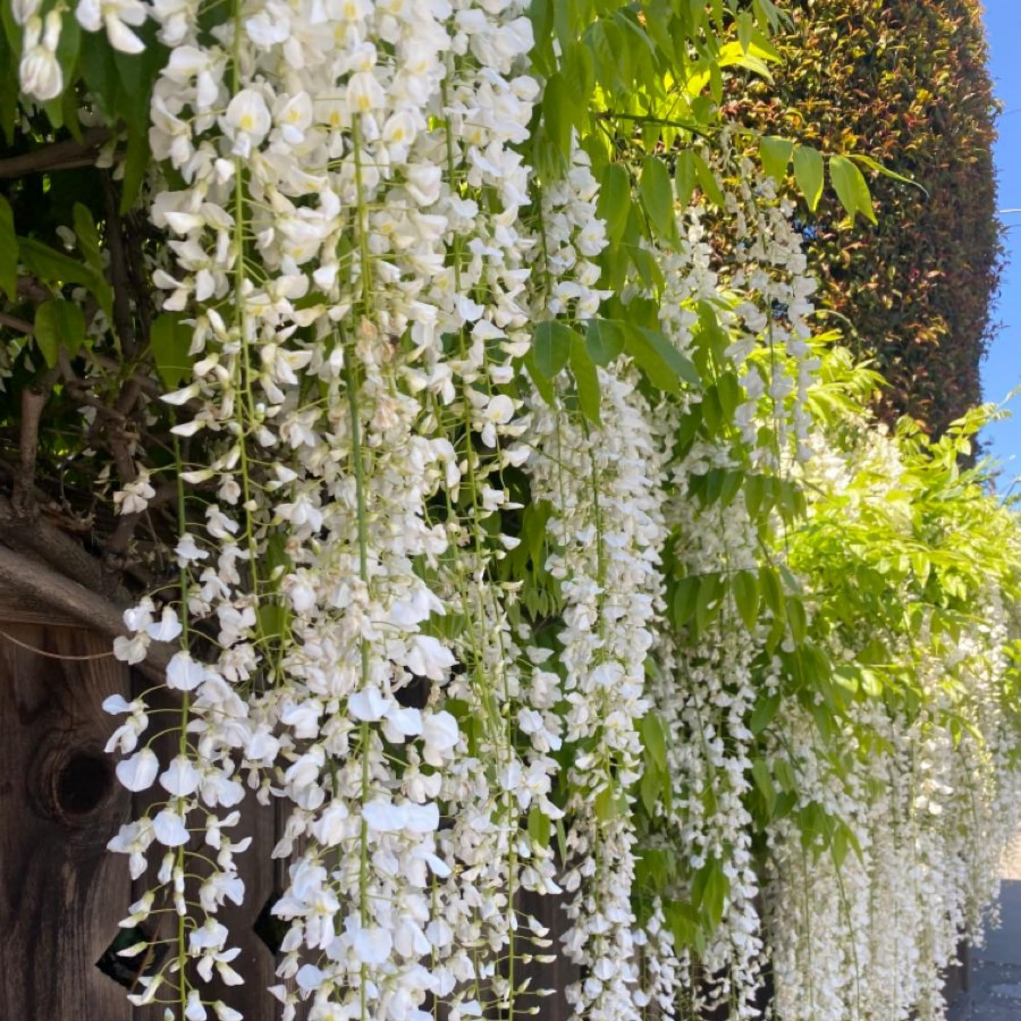Wivolibe weeping jasmine seeds garden decor shot with fragrant blooms.