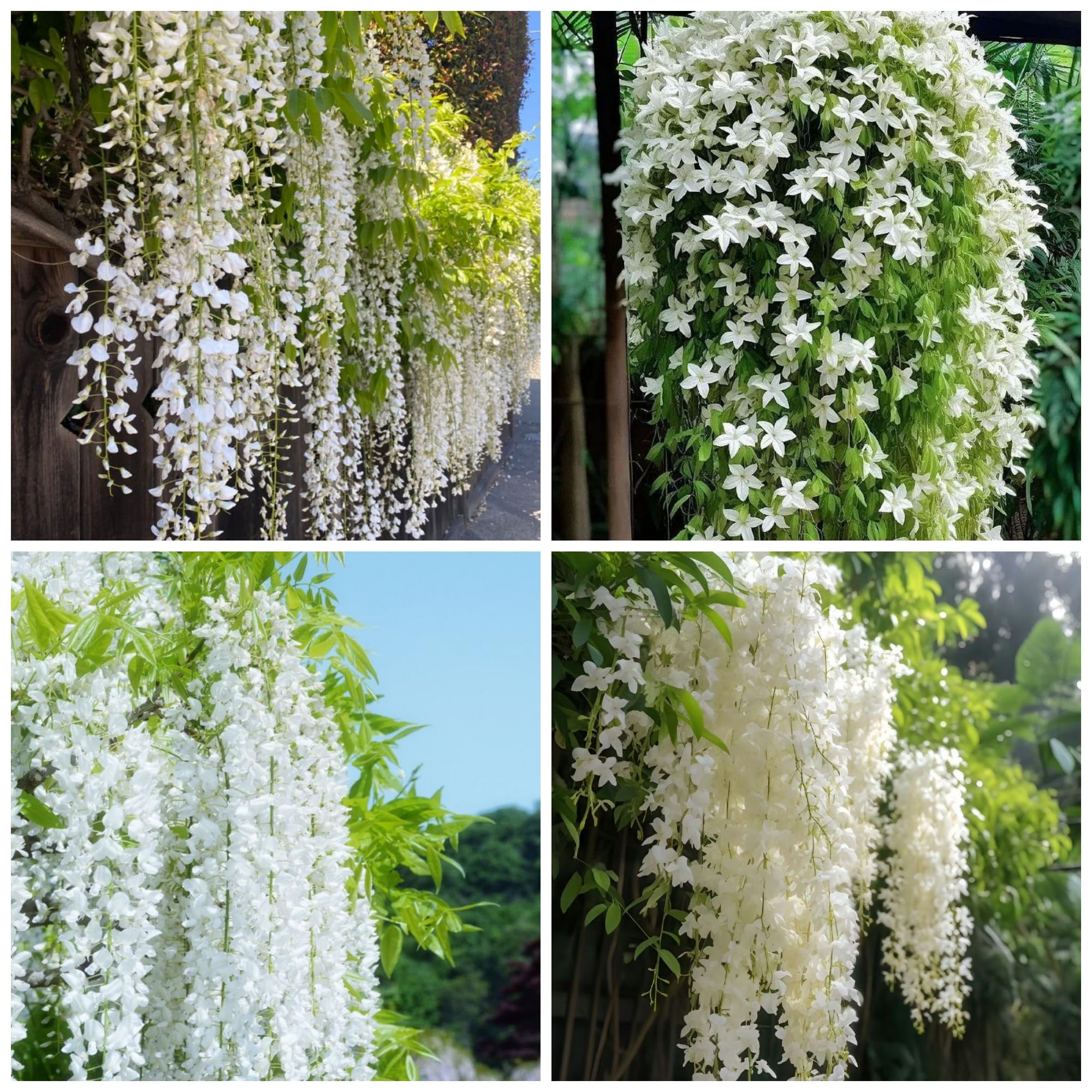 Wivolibe weeping jasmine seeds pack for easy planting in home gardens