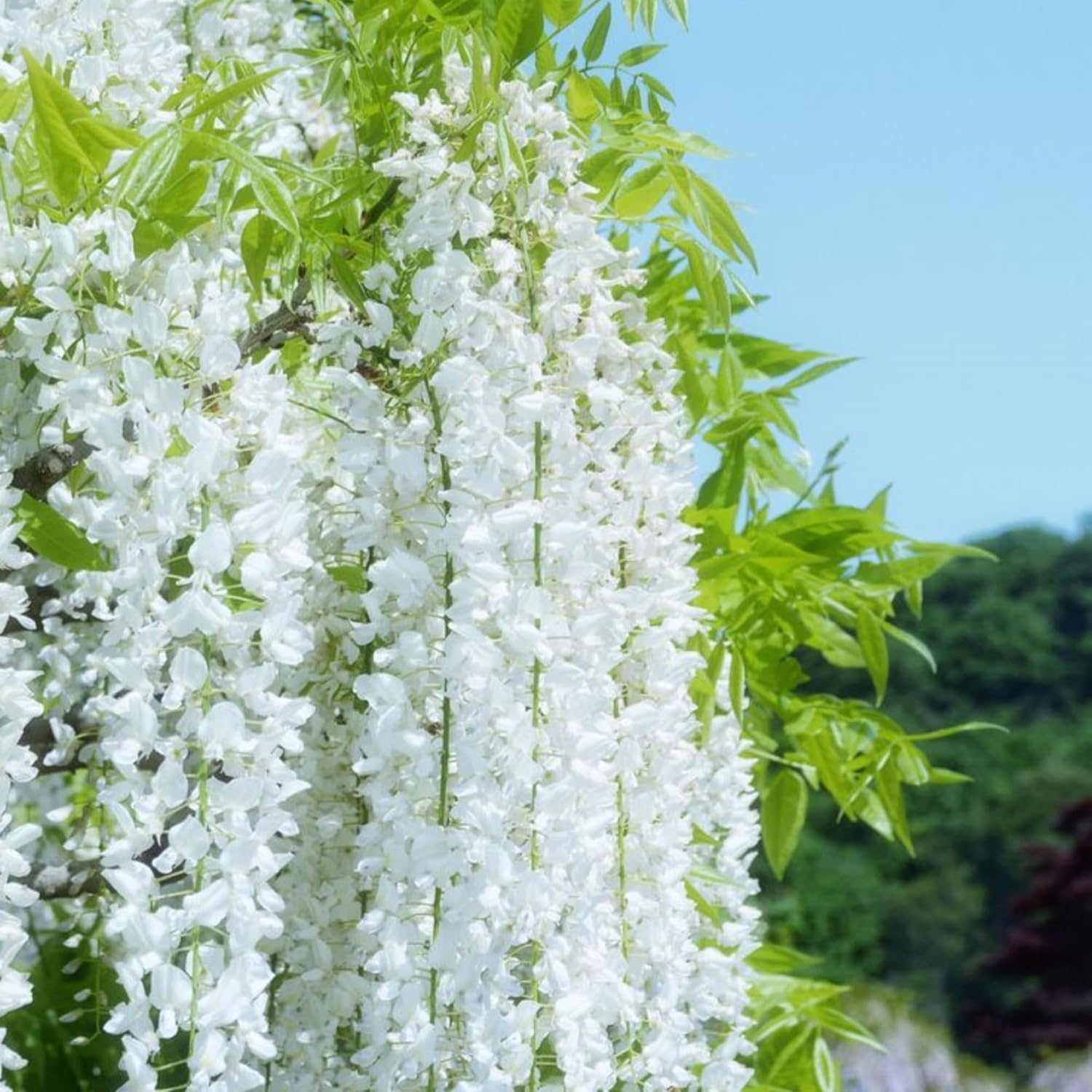 Wivolibe weeping jasmine seeds vine growth image highlighting tall climbing habit.