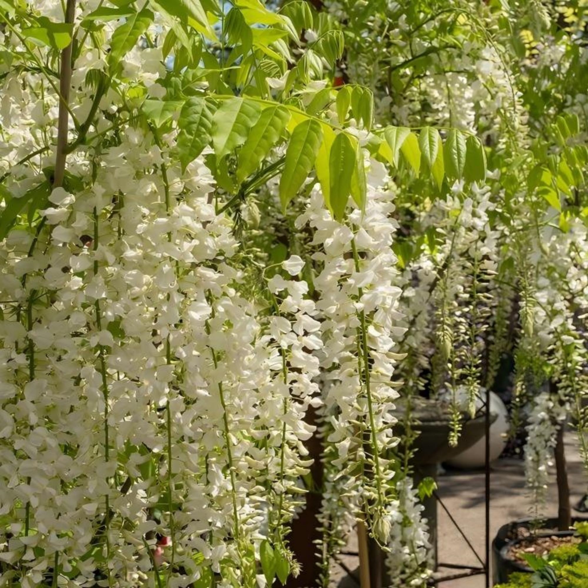 Wivolibe weeping jasmine seeds wedding bouquet inspiration with white blossoms.