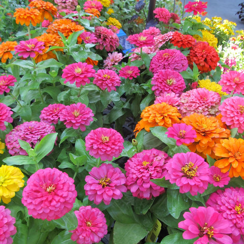 Butterflies visiting Wivolibe zinnia flowers, a pollinator-friendly display.