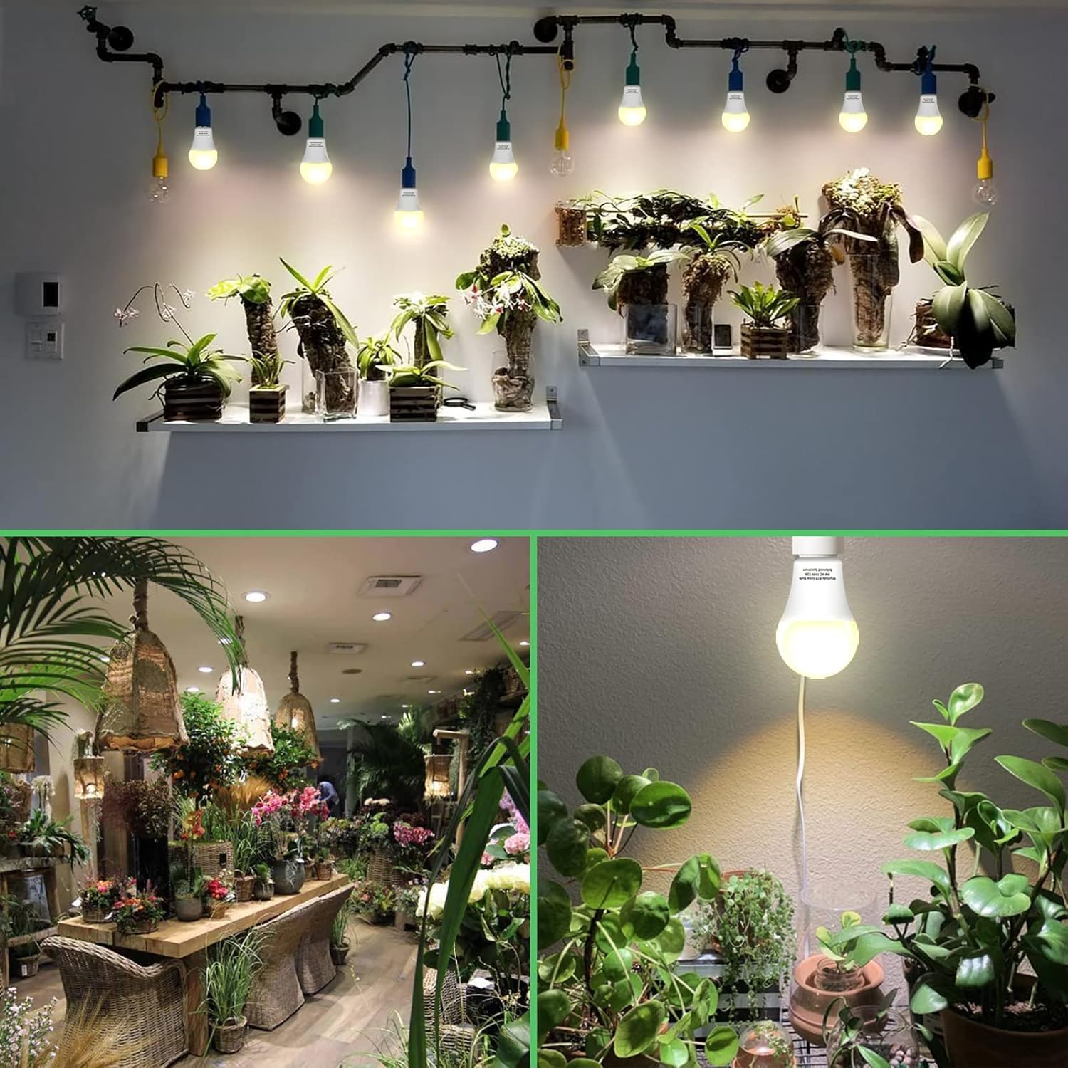Wiyifada ideal for indoor herbs and vegetables in apartments