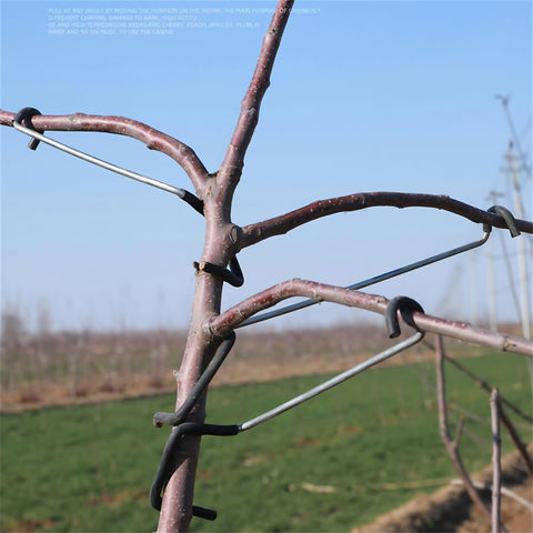 WLSANX branch puller 18T shown lifting a limb for even growth