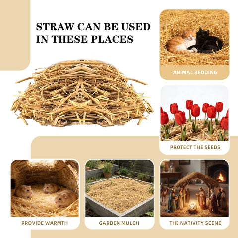 WNJ wheat straw chicken coop bedding keeps birds warm and comfortable.