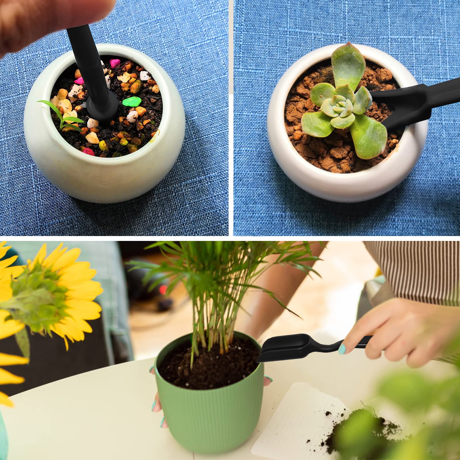 Wobodan succulent care in small pots for efficient indoor gardening.