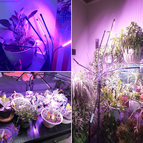 Wolezek ideal for balcony and indoor plant setups.