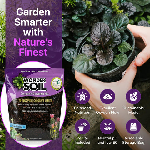 Indoor outdoor setup with Wonder Soil, ideal for cacti and succulents.