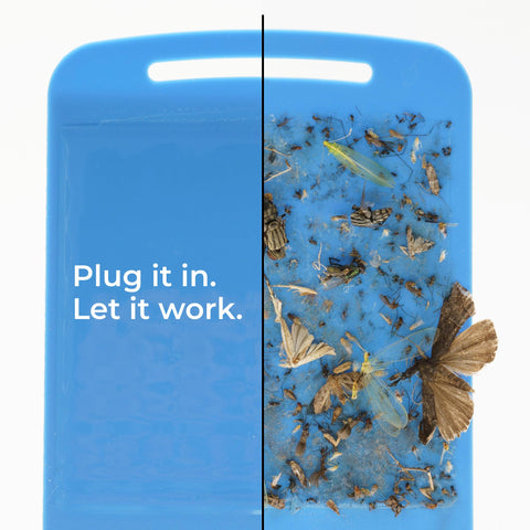 Wondercide adhesive cartridge traps flies and gnats cleanly for disposal