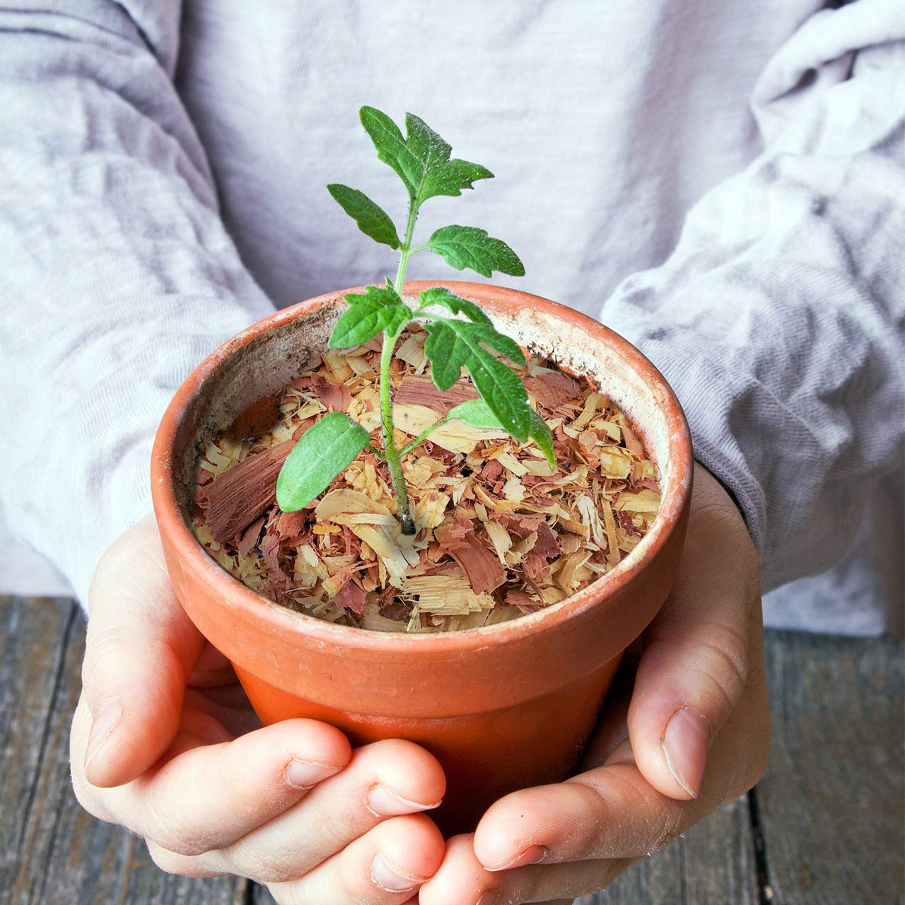 Wood Smith USA cedar shavings in hanging planter add natural aroma and moisture control.