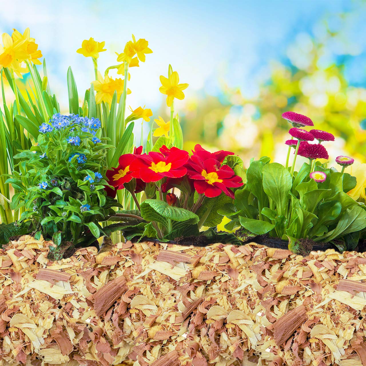 Wood Smith USA cedar shavings in planter promotes healthy moisture and air circulation.