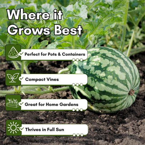 Woods Creek Seeds Sugar Baby harvest-ready fruit on vines, ideal for backyard treats